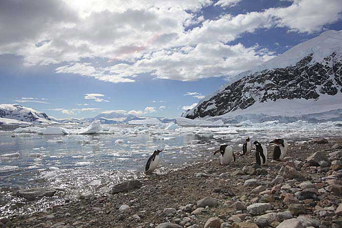 Antarctic Scene.