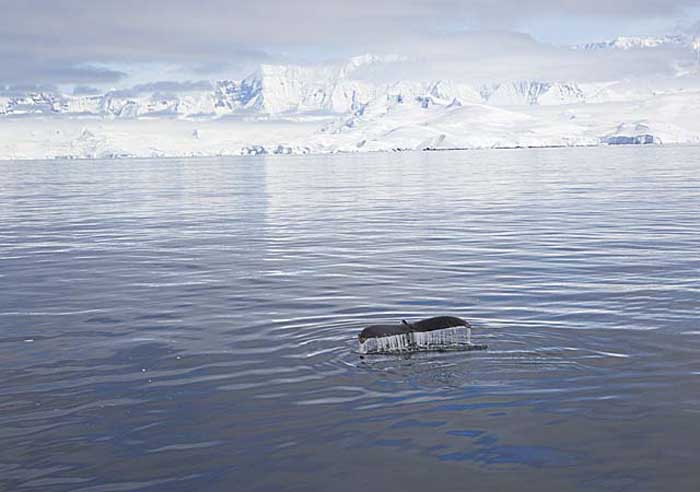 Antarctic Scene.