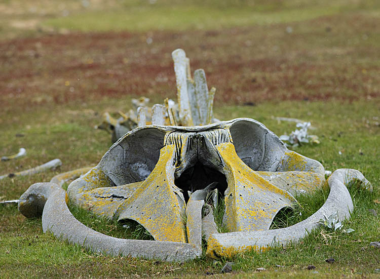 Whale skeleton.