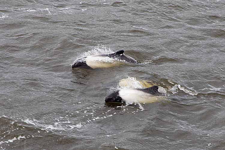 Commerson's Dolphins (Cephalorhynchus commersonii)