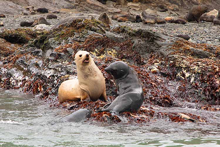 Antarctic Fur Seal (Arctocephalus gazella)