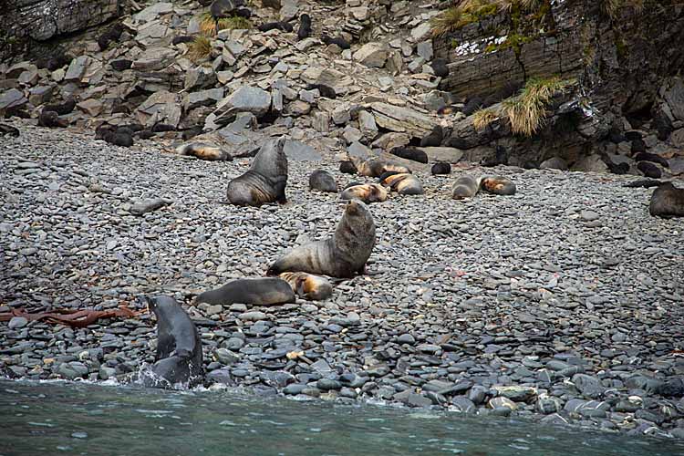 Antarctic Fur Seals (Arctocephalus gazella)