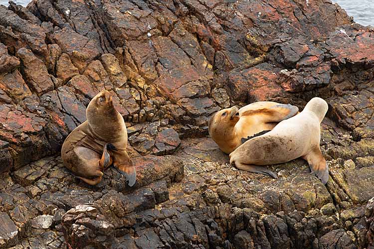 Antarctic Fur Seal (Arctocephalus gazella)