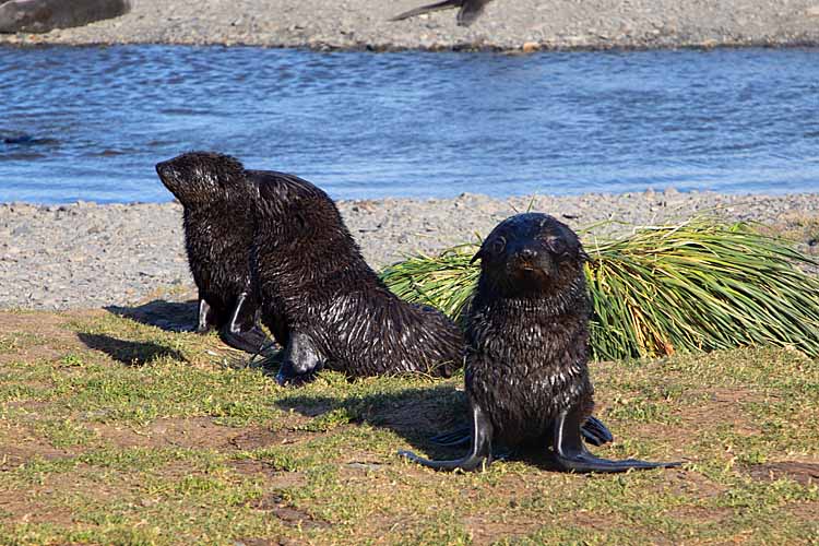 Antarctic Fur Seal (Arctocephalus gazella)