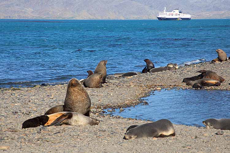 Antarctic Fur Seals (Arctocephalus gazella)