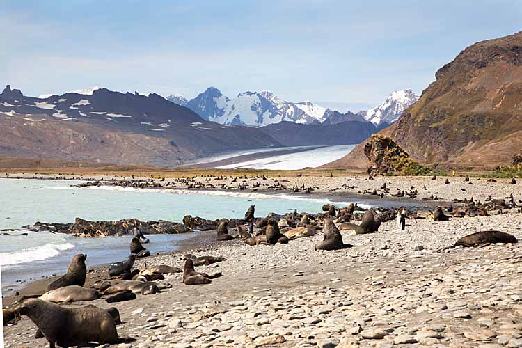 Antarctic Fur Seal (Arctocephalus gazella)