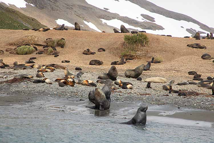 Antarctic Fur Seal (Arctocephalus gazella)