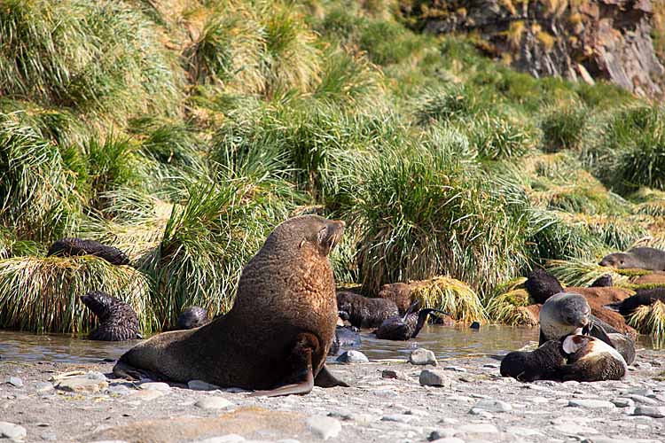 Antarctic Fur Seal (Arctocephalus gazella)