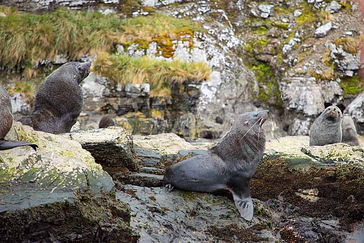 Antarctic Fur Seal (Arctocephalus gazella)