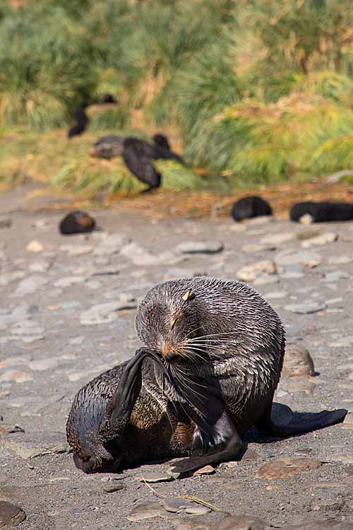 Antarctic Fur Seal (Arctocephalus gazella)