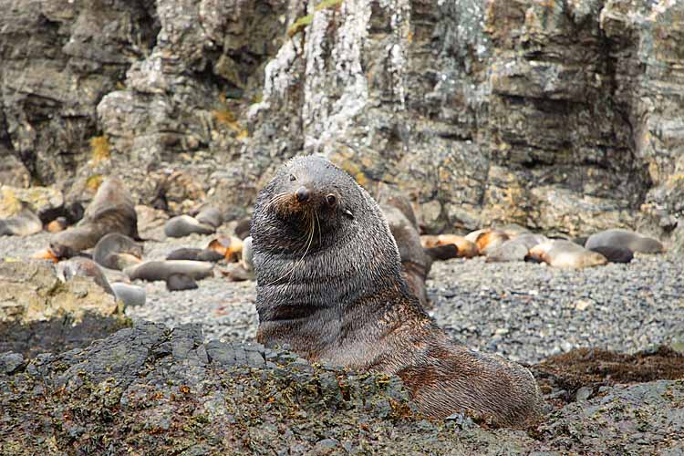 Antarctic Fur Seal (Arctocephalus gazella)