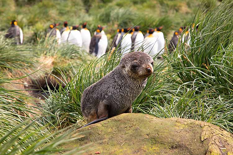 Antarctic Fur Seal (Arctocephalus gazella)