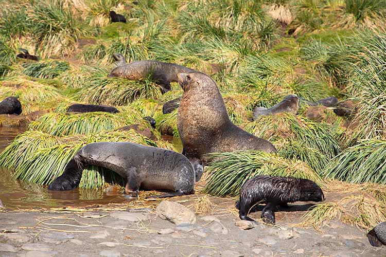 Antarctic Fur Seal (Arctocephalus gazella)