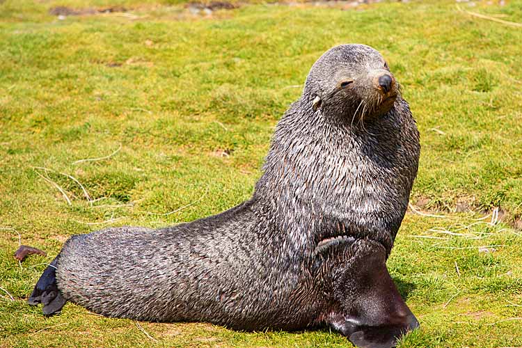 Antarctic Fur Seal (Arctocephalus gazella)