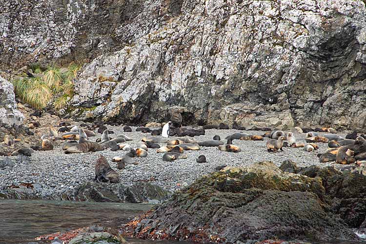 Antarctic Fur Seal (Arctocephalus gazella)