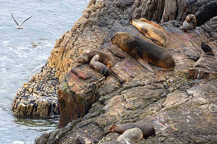 South American Sea Lion (Otaria byronia)