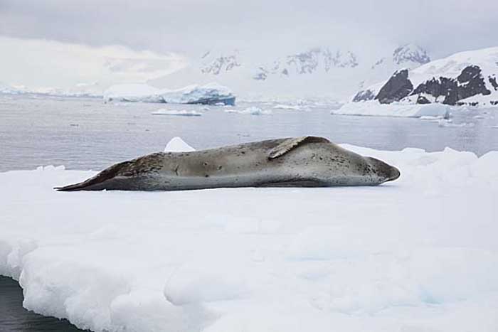 Leopard Seal (Hydrurga leptonyx)