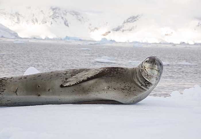 Leopard Seal (Hydrurga leptonyx)