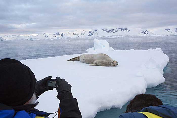 Leopard Seal (Hydrurga leptonyx)