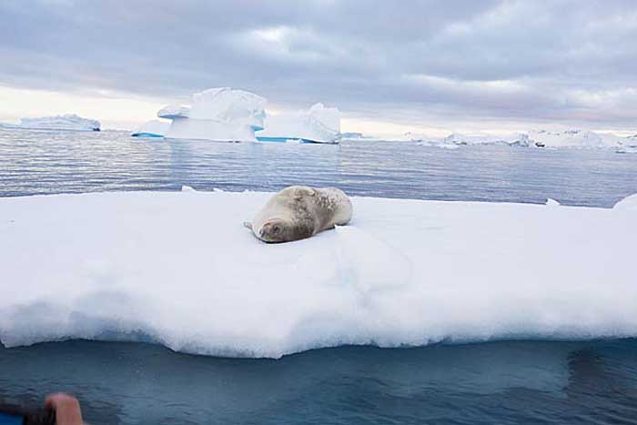 Leopard Seal (Hydrurga leptonyx)