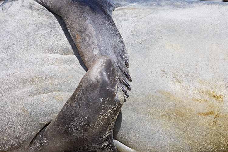 Weddell Seal (Leptonychotes weddellii)