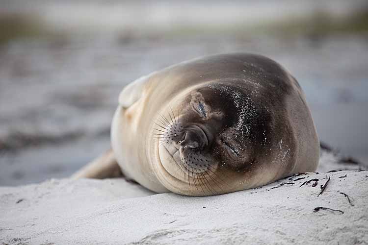 Weddell Seal (Leptonychotes weddellii)