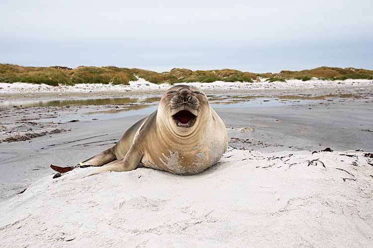 Weddell Seal (Leptonychotes weddellii)