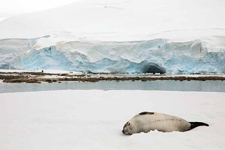 Weddell Seal (Leptonychotes weddellii)