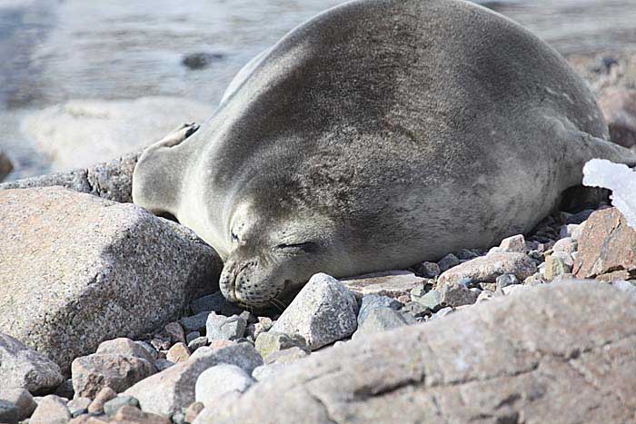 Weddell Seal (Leptonychotes weddellii)