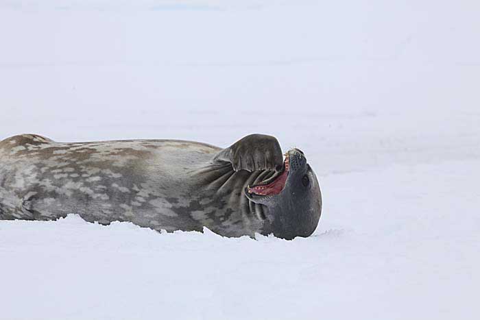 Weddell Seal (Leptonychotes weddellii)