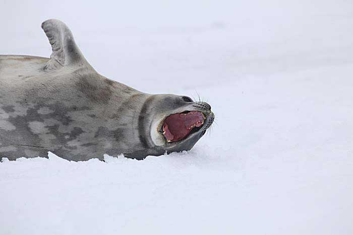 Weddell Seal (Leptonychotes weddellii)