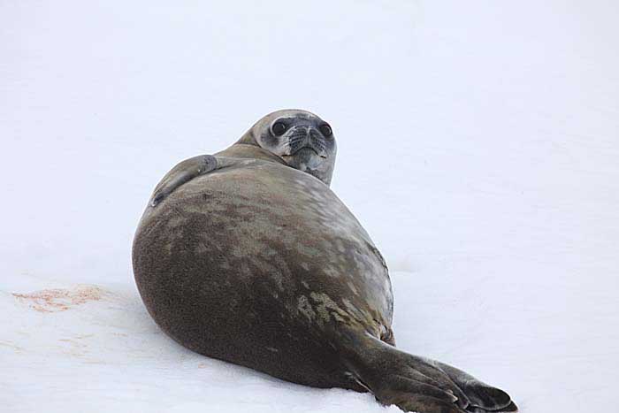 Weddell Seal (Leptonychotes weddellii)