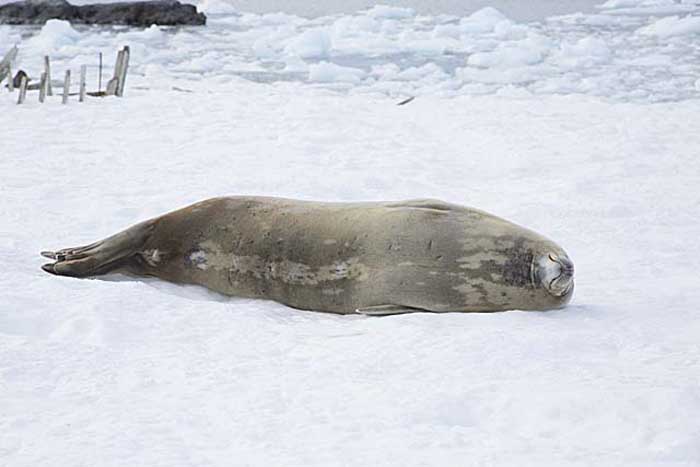 Weddell Seal (Leptonychotes weddellii)