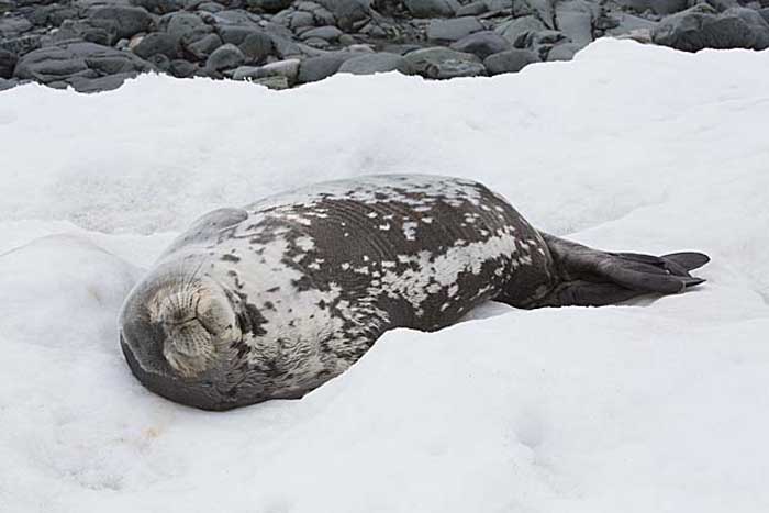 Weddell Seal (Leptonychotes weddellii)