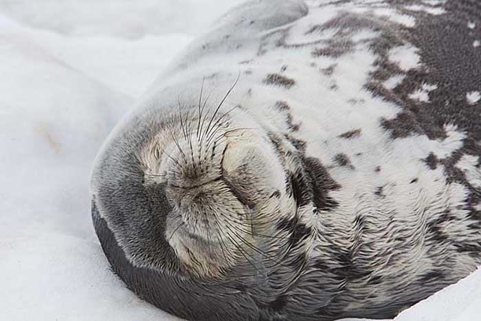 Weddell Seal (Leptonychotes weddellii)