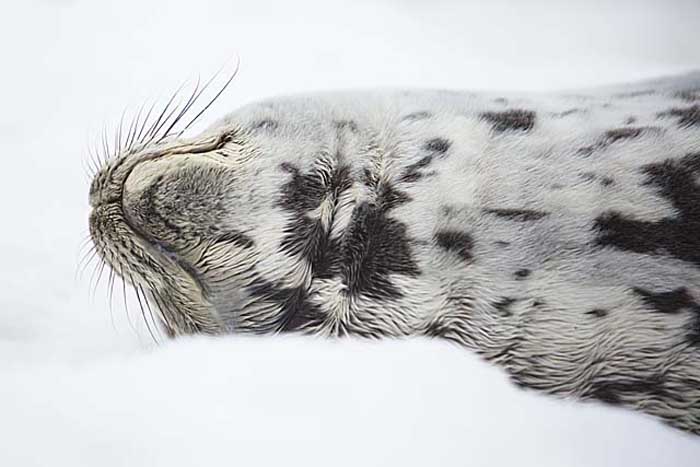 Weddell Seal (Leptonychotes weddellii)