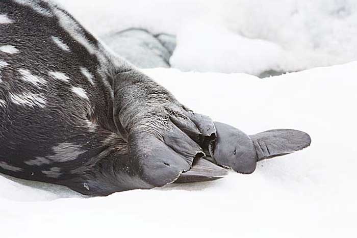 Weddell Seal (Leptonychotes weddellii)