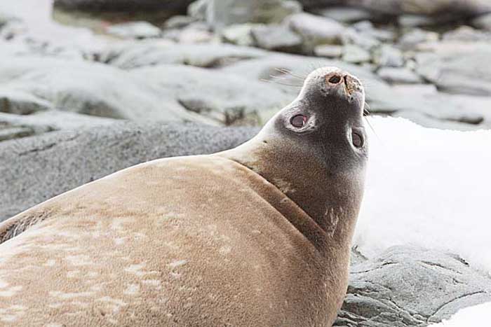 Weddell Seal (Leptonychotes weddellii)