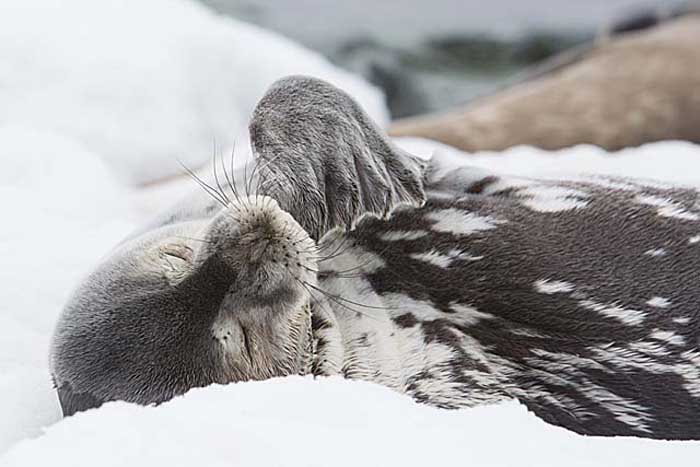 Weddell Seal (Leptonychotes weddellii)