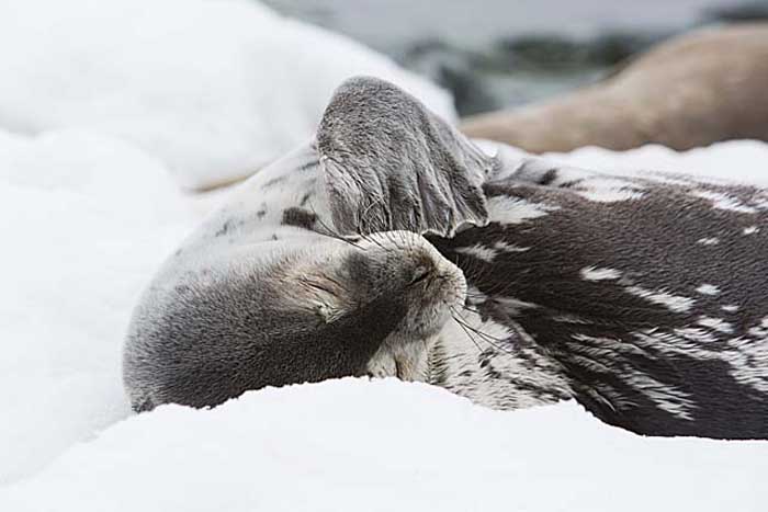 Weddell Seal (Leptonychotes weddellii)