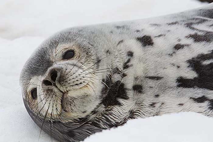 Weddell Seal (Leptonychotes weddellii)