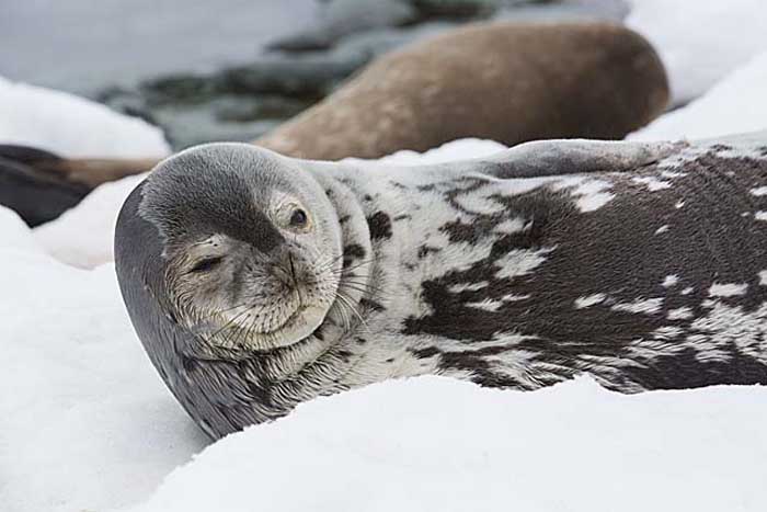 Weddell Seal (Leptonychotes weddellii)