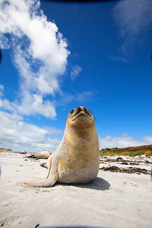 Southern Elephant Seal (Mirounga leonina)