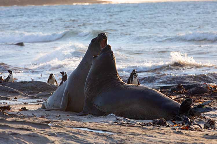 Southern Elephant Seals (Mirounga leonina)