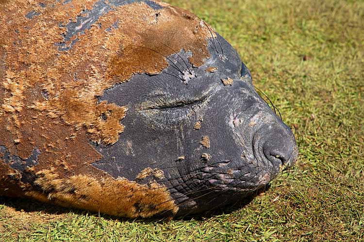 Southern Elephant Seal (Mirounga leonina)