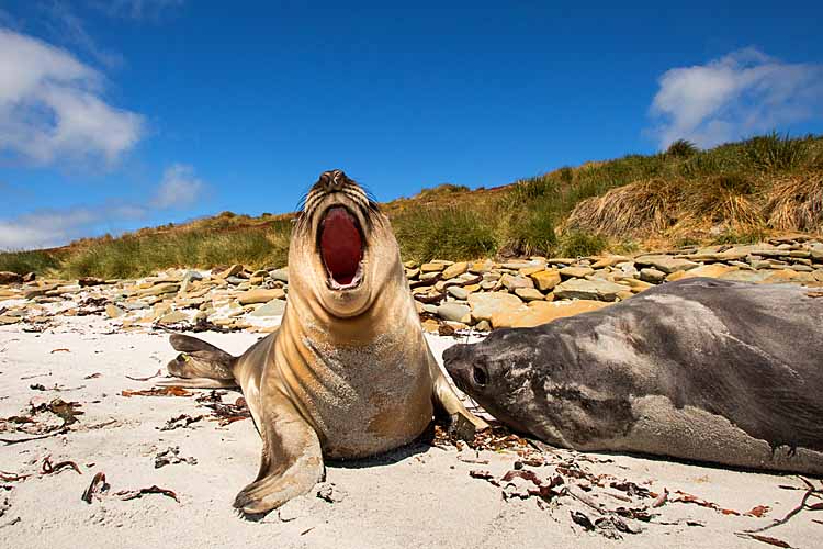 Southern Elephant Seal (Mirounga leonina)