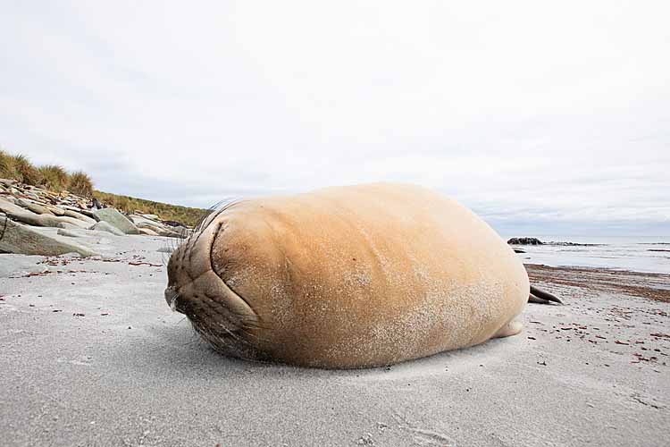 Southern Elephant Seal (Mirounga leonina)