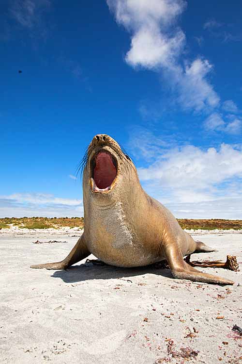 Southern Elephant Seal (Mirounga leonina)