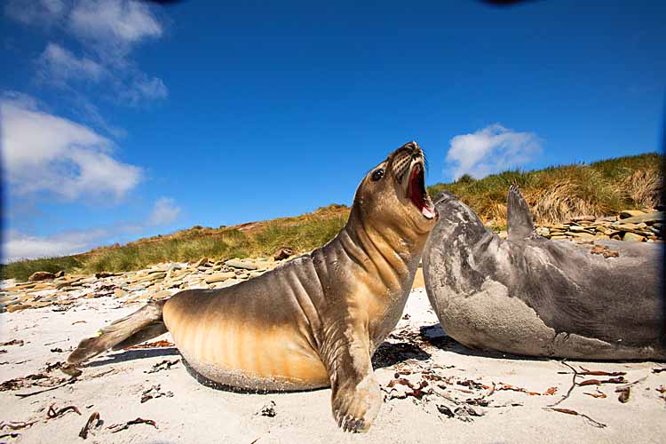 Southern Elephant Seal (Mirounga leonina)