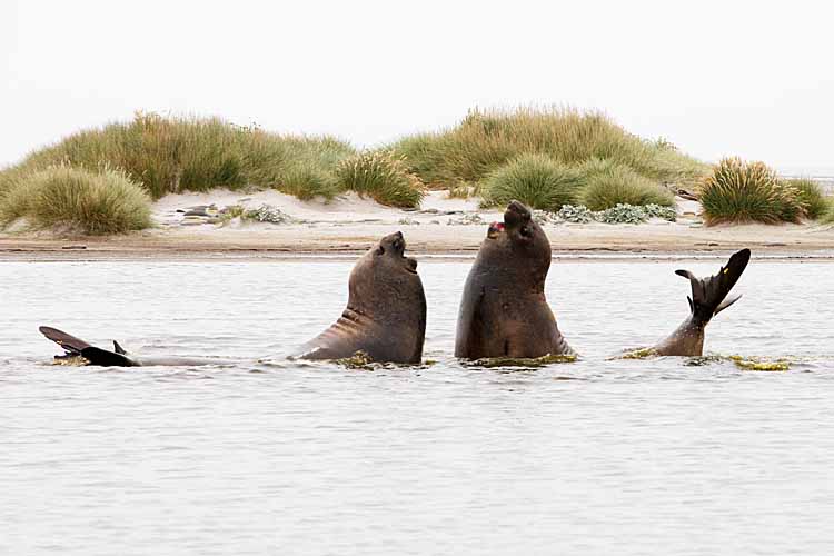 Southern Elephant Seal (Mirounga leonina)